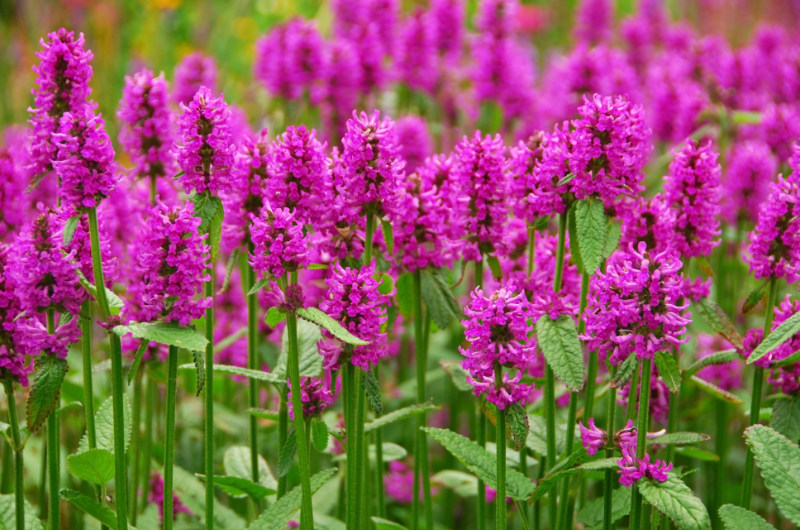 Agastache mexická