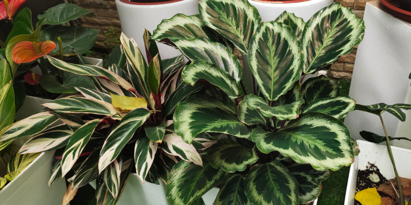 Calathea