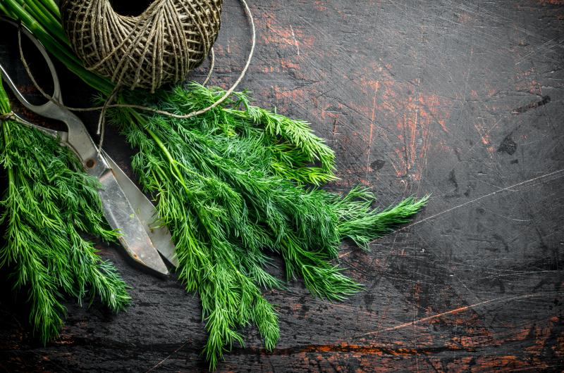 Babiččin bylinkář: 22. Kopr vonný