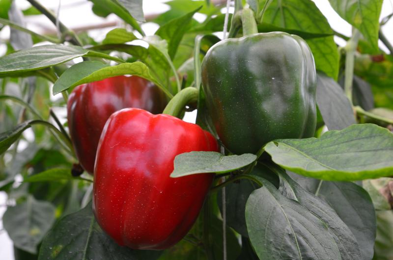 Chcete si vypěstovat domácí papriku? Pokud ano, tak je nejvyšší čas pro výsev semen!