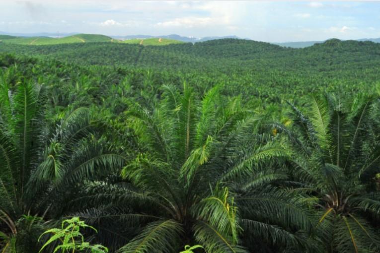 V Indonésii chtějí zakázat vývoz palmového oleje. Čeká nás další zdražování?