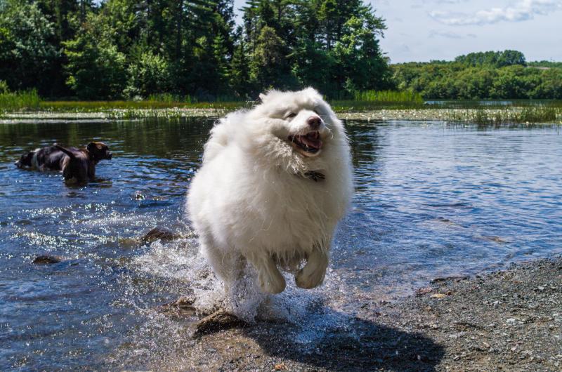 Domácí mazlíčci v horkých letních dnech: Osvědčené tipy, jak jim zajistit chlad