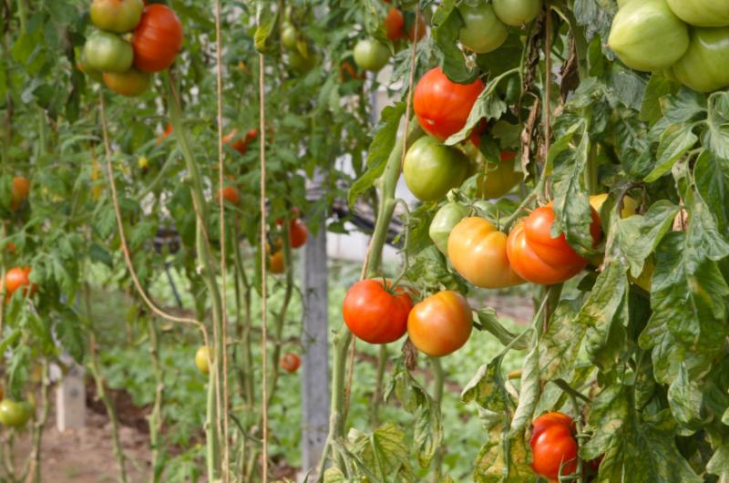 Zachraňte sklizeň rajčat: Jak správně postřik z jedlé sody zajišťuje chuť i zdraví rostlin