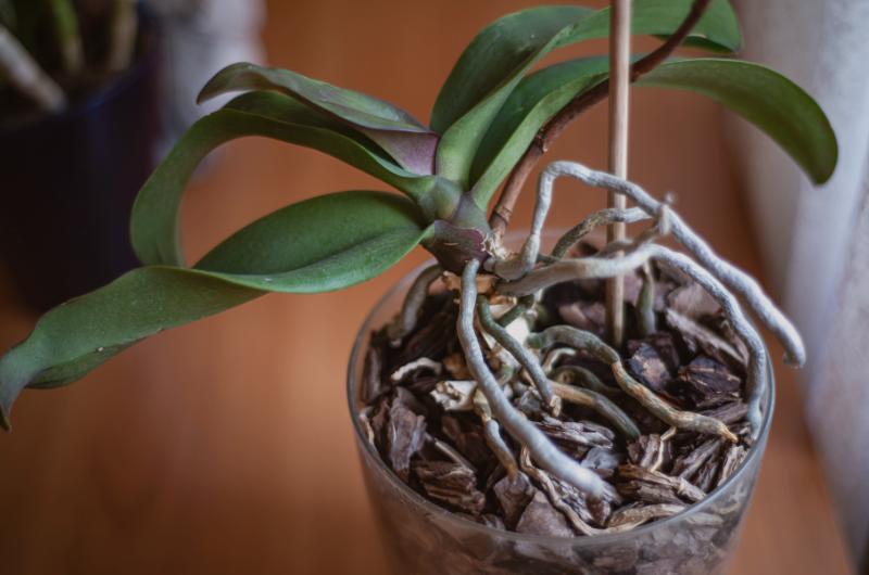 Zachraňte svou orchidej zázvorem: Jednoduchý trik, který funguje