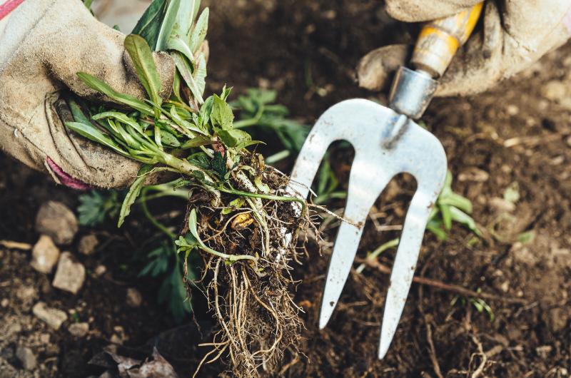 Jak se zbavit plevele: Ověřené tipy a triky, které fungují