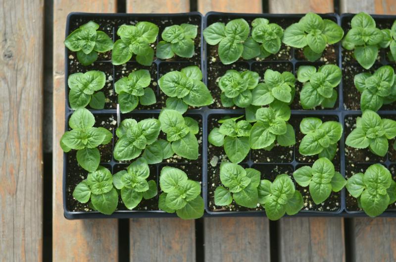 Jak správně pečovat o sazenice? Tyto chyby je mohou nenávratně poškodit