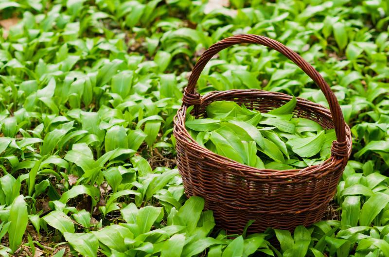 Medvědí česnek: Kdy ho sbírat a kde ho najít, než bude pozdě?