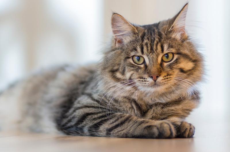 Veterinářka varuje: Těchto 7 věcí byste své kočce nikdy neměli udělat! Bod č. 5 vás šokuje