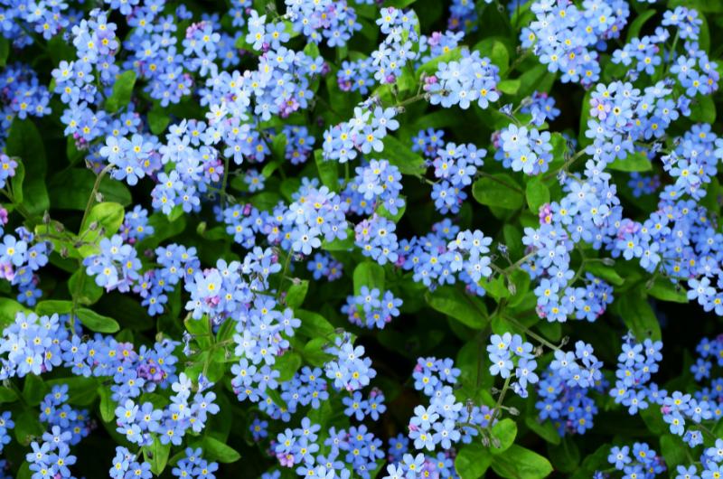 Léčí kašel i stres! Pomněnky teď kvetou všude, využijte jejich sílu naplno