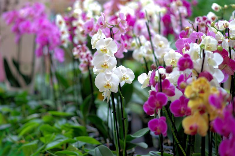 Kdy a jak správně namáčet orchideje? Odhalte nejčastější chyby pěstitelů