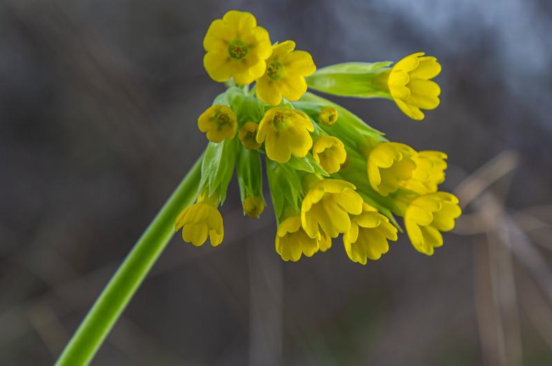 Prvosenka jarní: Jarní zázrak z přírody na kašel, plíce i stres. Nasbíráte ji i za vsí