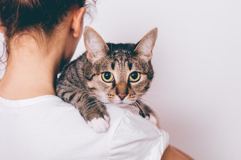 Nosí vám kočka domů mrtvé myši? Pravda vás překvapí