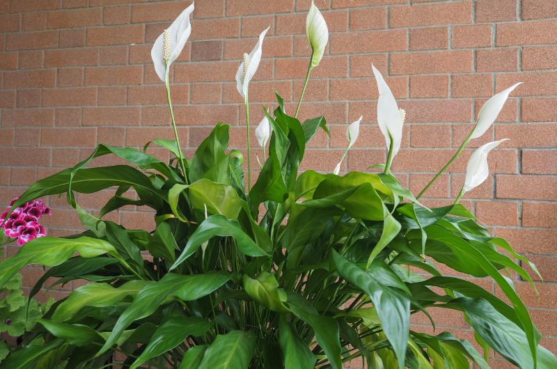 Tajemná rostlina do vašeho domova: přináší štěstí, lásku i harmonii vztahů