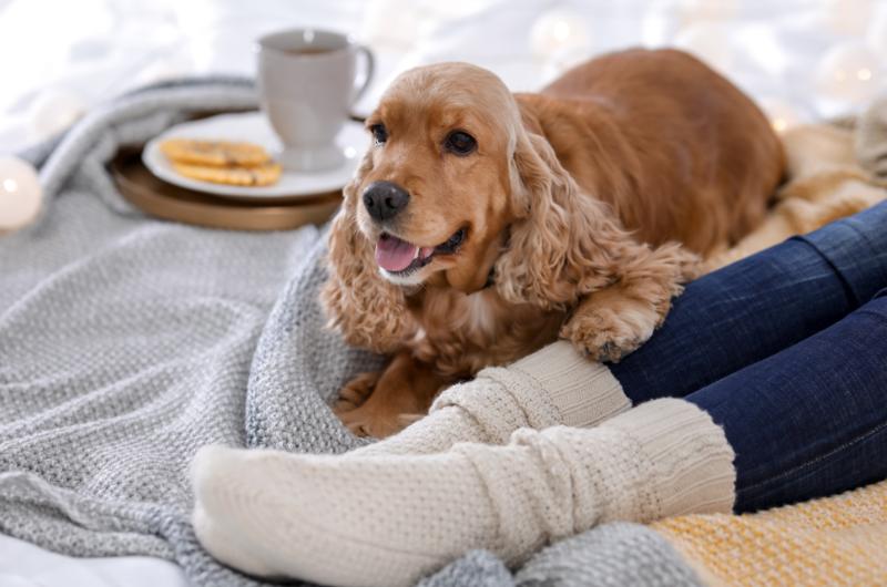 Proč si váš pes lehá k nohám? Experti odhalují pravdu, kterou majitelé často přehlížejí