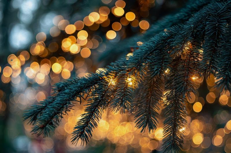 Vánoční stromek se jí rozsypal ještě ten den. Odborníci varují, co rozhodně nedělat po rozbalení