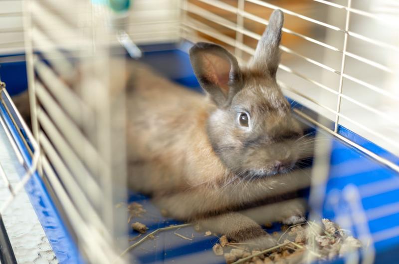 Jak využít dřevěné pelety jinak než v kotli? Možností je víc, než tušíte