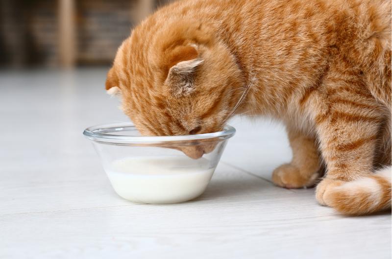 Tohle by kočky pít neměly: Mléko jim často způsobuje víc škody než užitku