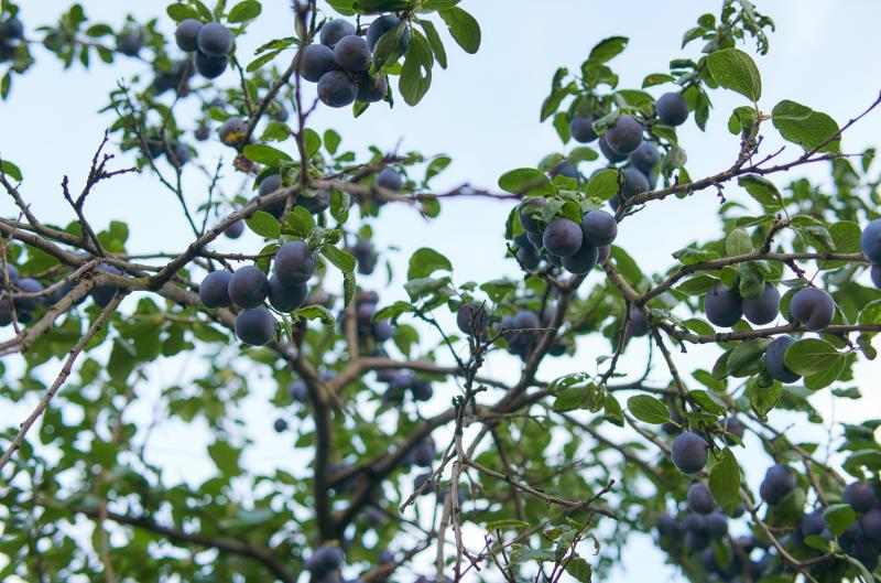 Jak stříhat švestky na jaře: Tuto chybu dělá většina zahrádkářů