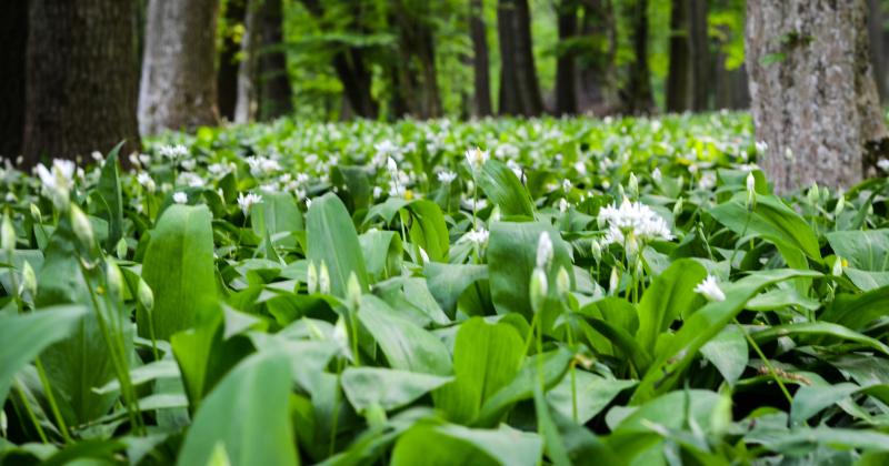 Medvědí česnek už roste: Podívejte se na mapu míst, kde ho v Česku najdete nejčastěji