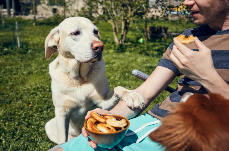 Proč se na vás pes dívá, když jíte? Odpověď není taková, jak si myslíte