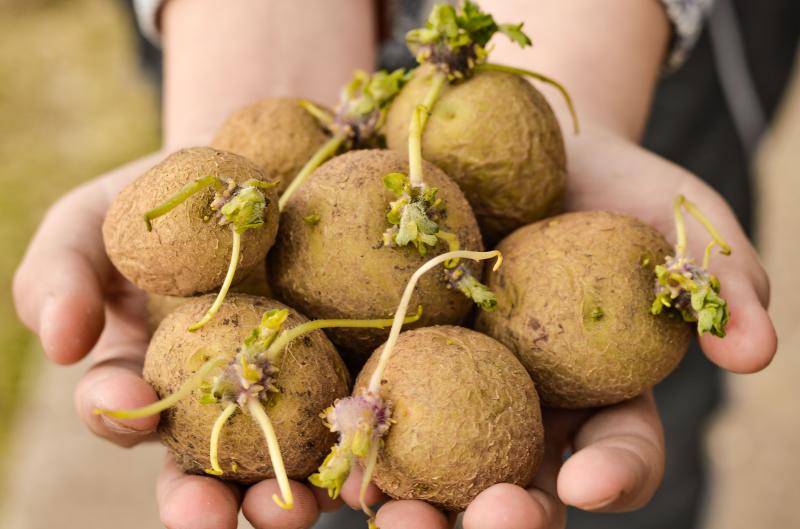 Kam uložit brambory, aby nezačaly klíčit? Kuchyňská skříňka nemusí být správná volba