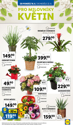 Lidl od 16.6. do 22.6.2025
