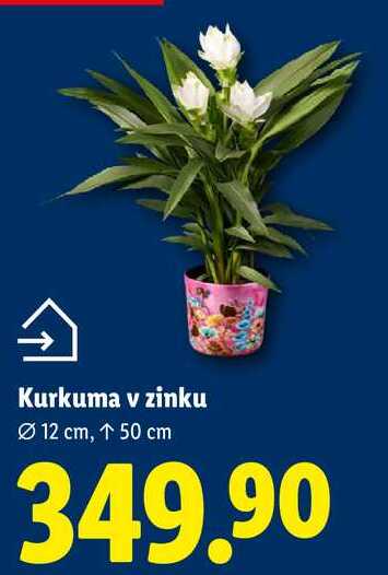 Kurkuma v zinku