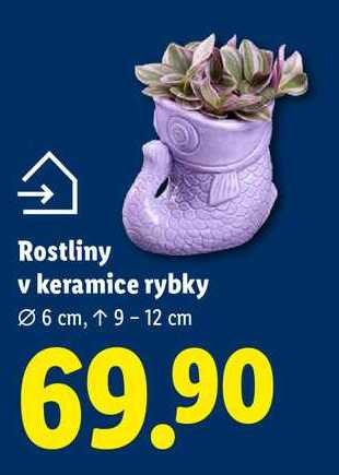 Rostliny v keramice rybky