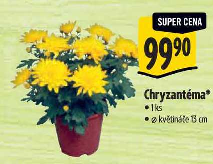 Chryzantéma*, 1ks
