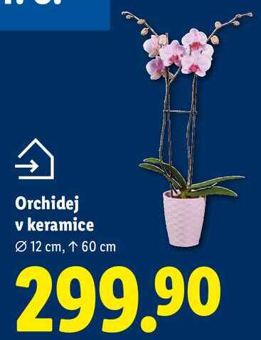 Orchidej v keramice, 12 cm