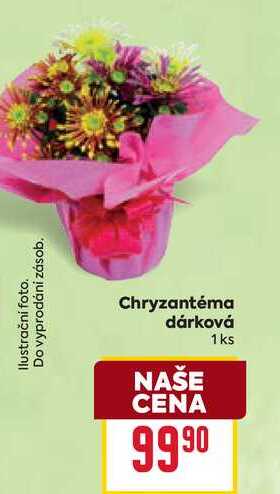 Chryzantéma dárková 1 ks  