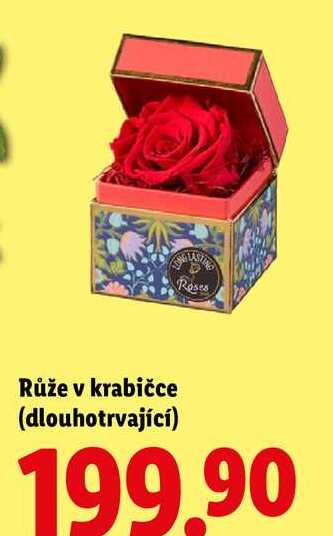 Růže v krabičce (dlouhotrvající)