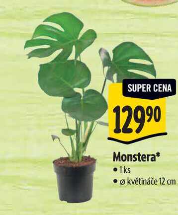   Monstera, pr. květináče 12 cm 