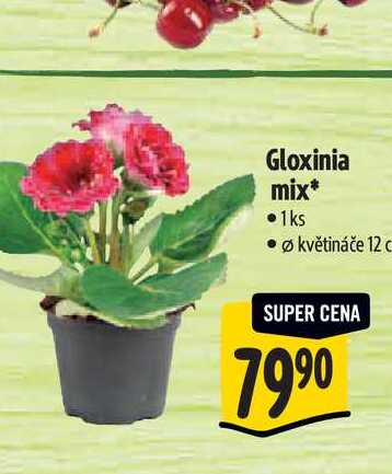Gloxinia mix, pr. květináče 12 cm