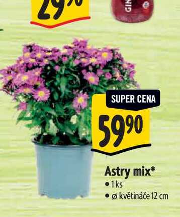   Astry mix, pr. květináče 12 cm 