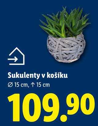 Sukulenty v košíku 