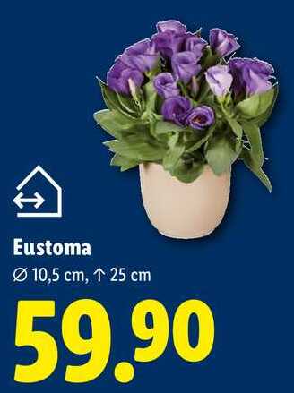 Eustoma