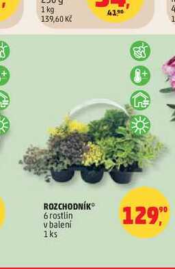 ROZCHODNÍK 6 rostlin v balení