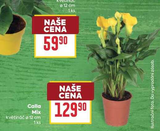 Calla Mix květináč o 12 cm 1ks 