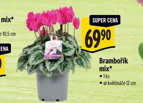 Brambořík mix, pr. květináče 12 cm