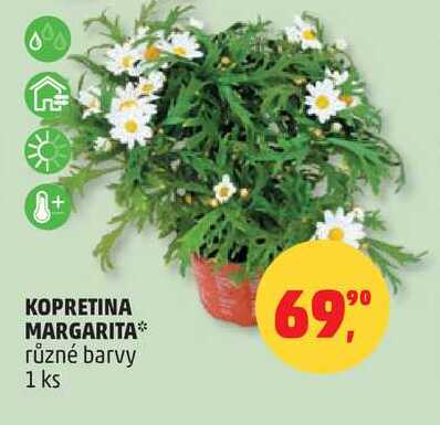 KOPRETINA MARGARITA různé barvy 1 ks