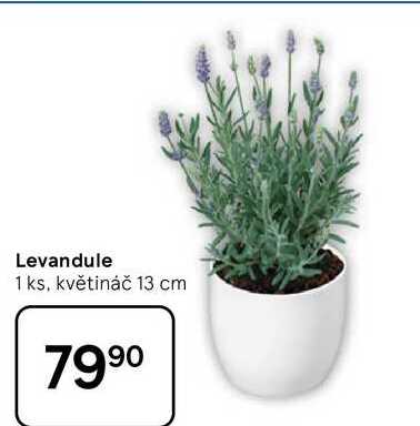 Levandule, 1 ks, květináč 13 cm