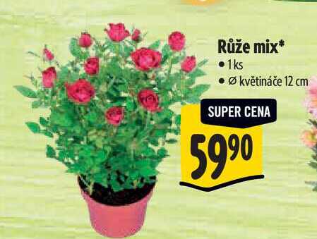 Růže mix