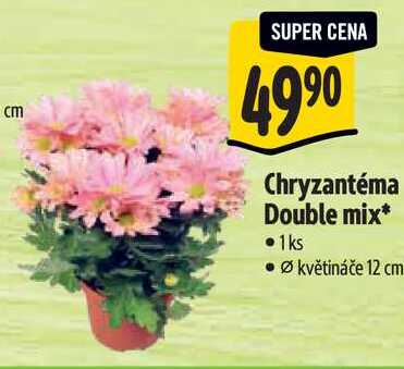 Chryzantéma Double mix