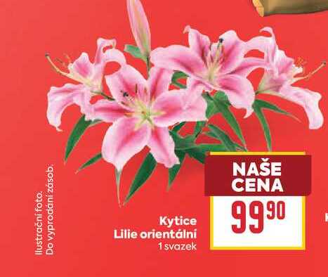 Kytice Lilie orientální 1 svazek
