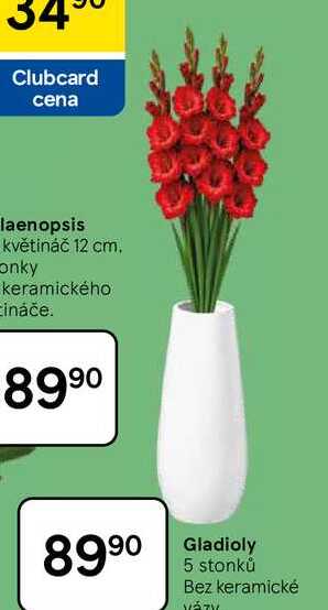 Gladioly, 5 stonků Bez keramické VÁZY