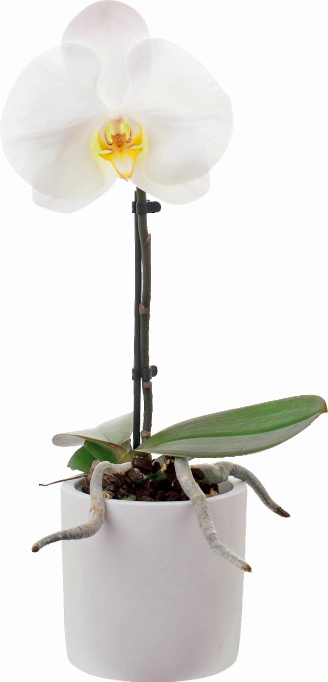 Orchidea Phalaenopsis Singolo v keramickém květináči