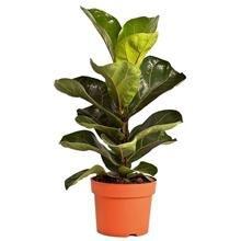 Ficus Ginseng Classic