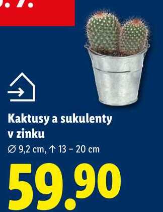 Kaktusy a sukulenty v zinku