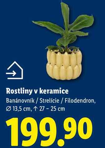 Rostliny v keramice